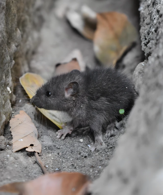 Pest Control Services