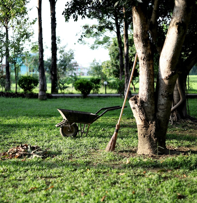 Landscape Cleanup and Curb Appeal