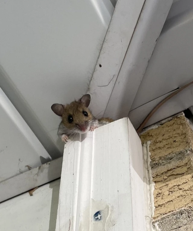Pest Control
