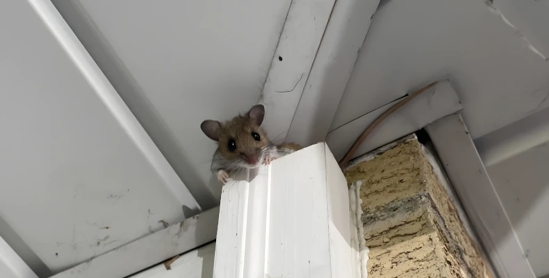 Pest Control